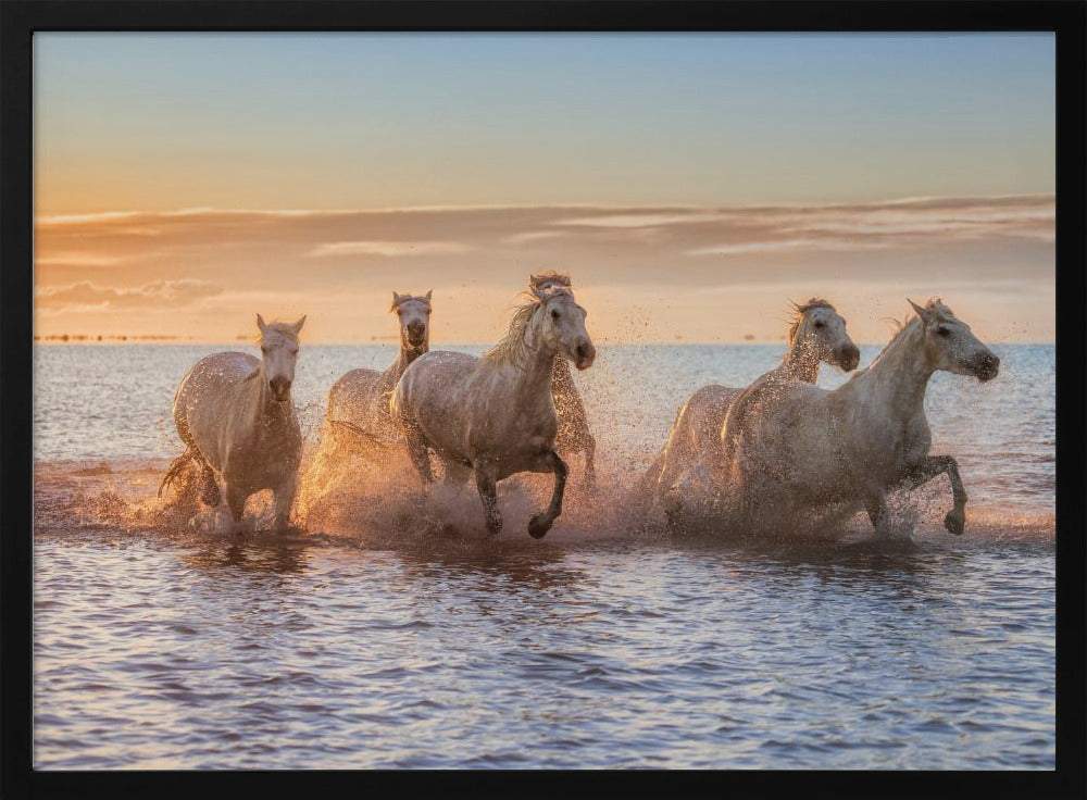 Camargue Horses II Poster