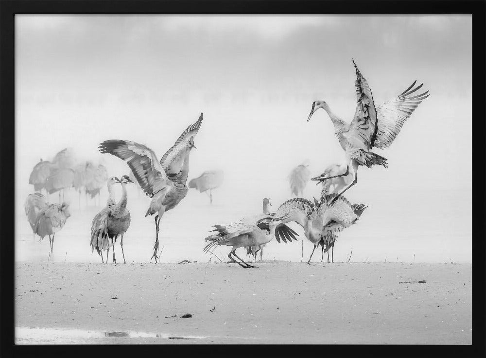 Sandhill Cranes in Morning Poster