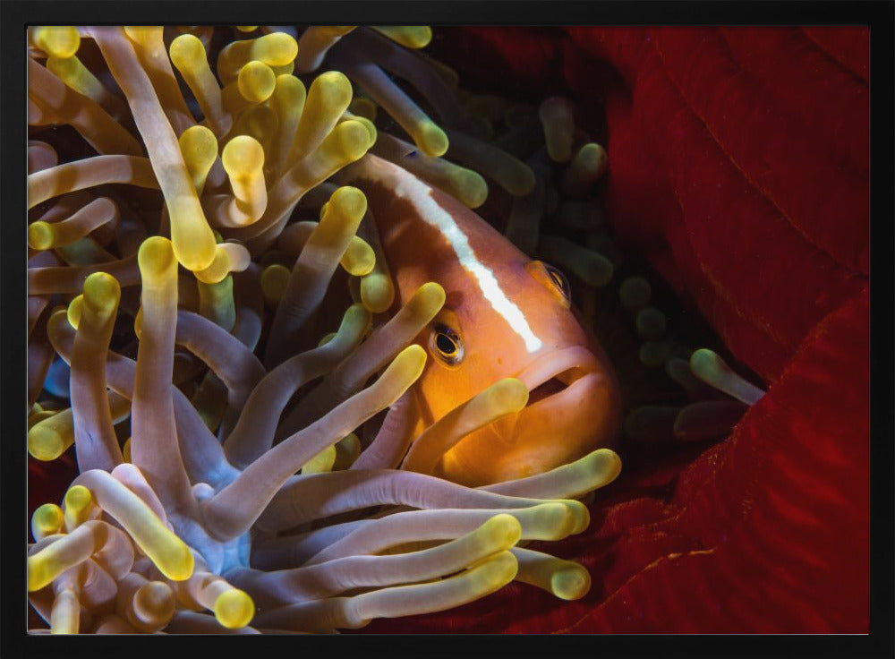 Skunk clownfish Poster