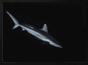 Gray reef shark Poster