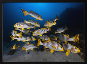 Underwater photography-Indian ocean sweetlips Poster