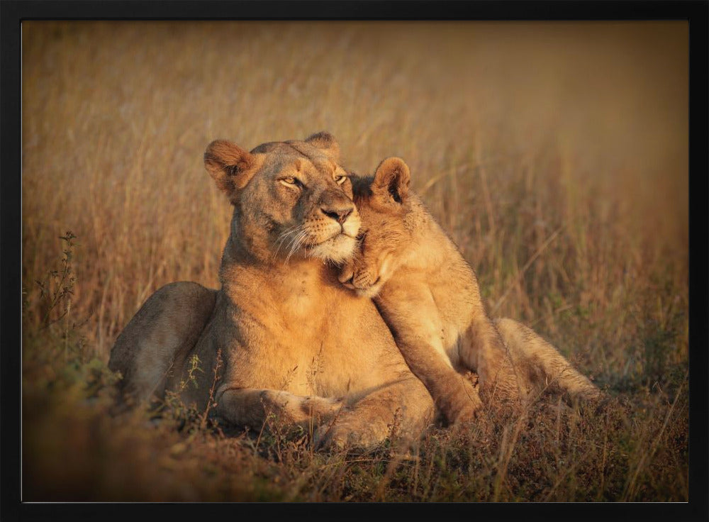 FELINE FAMILY Poster