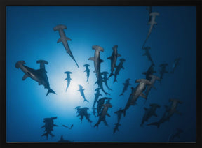 Hammerhead Shark - Underwater Photography Poster