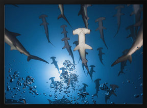 Hammerhead Shark Poster