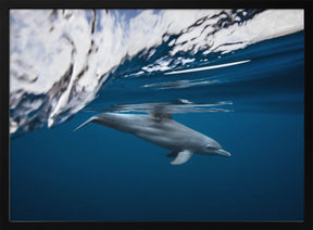 Bottlenose dolphin / Turciops Aduncus Poster