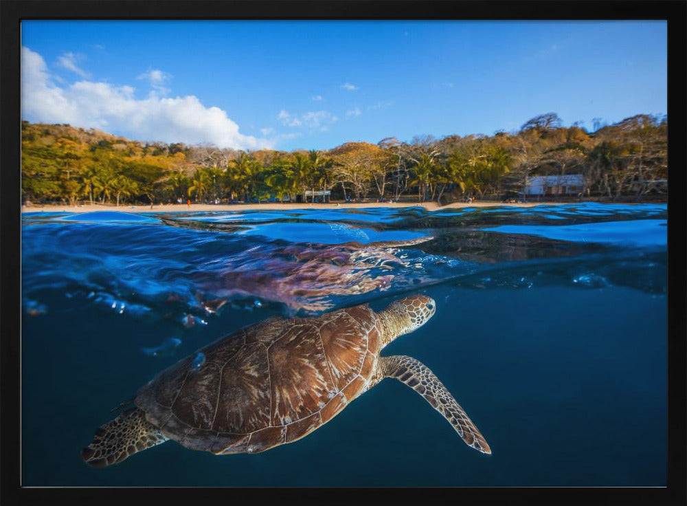 Green Turtle - Sea Turtle Poster