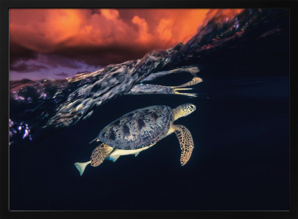 Green turtle and sunset - Sea Turtle Poster