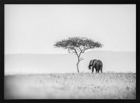 UMBRELLA THORN Poster