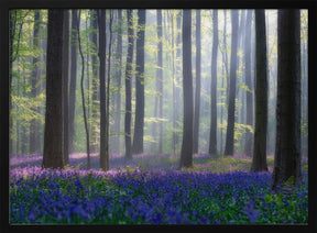 Bluebells Poster