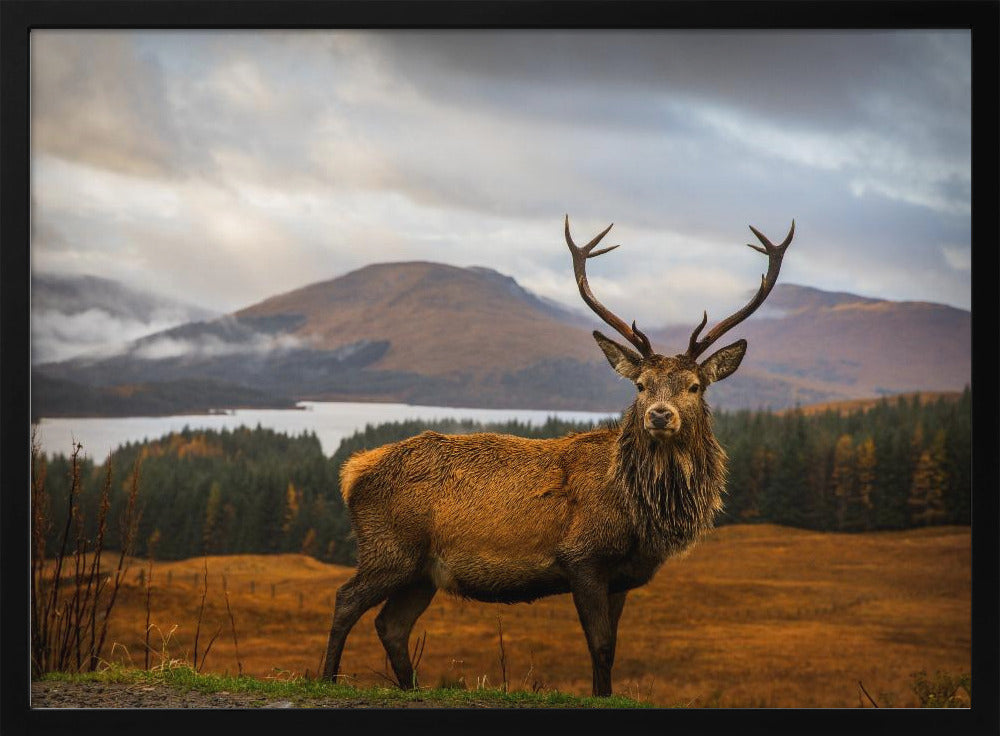 Scottish Stag Poster