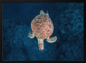 Green turtle on blue water Poster