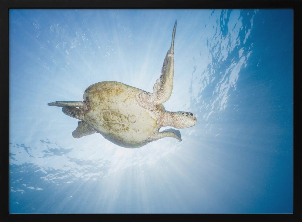 Sea Turtle - Green turtle Poster