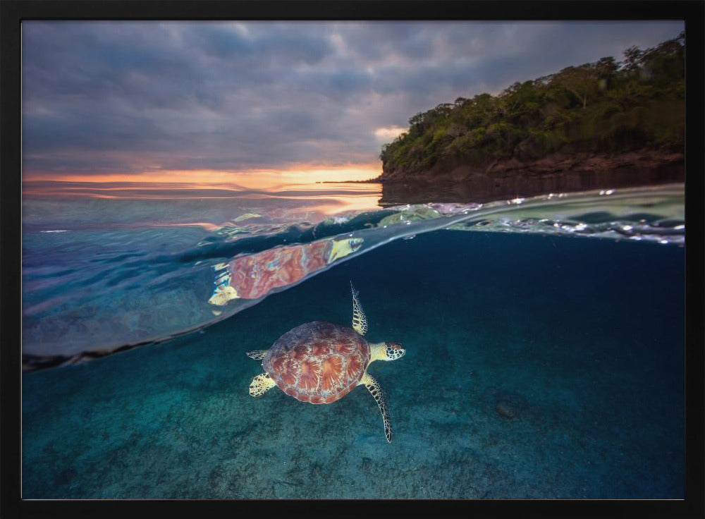 Green turtle with sunset Poster