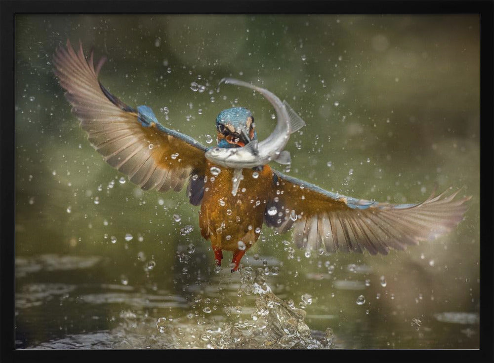 kingfisher Poster