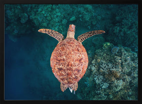 Flying over the reef Poster