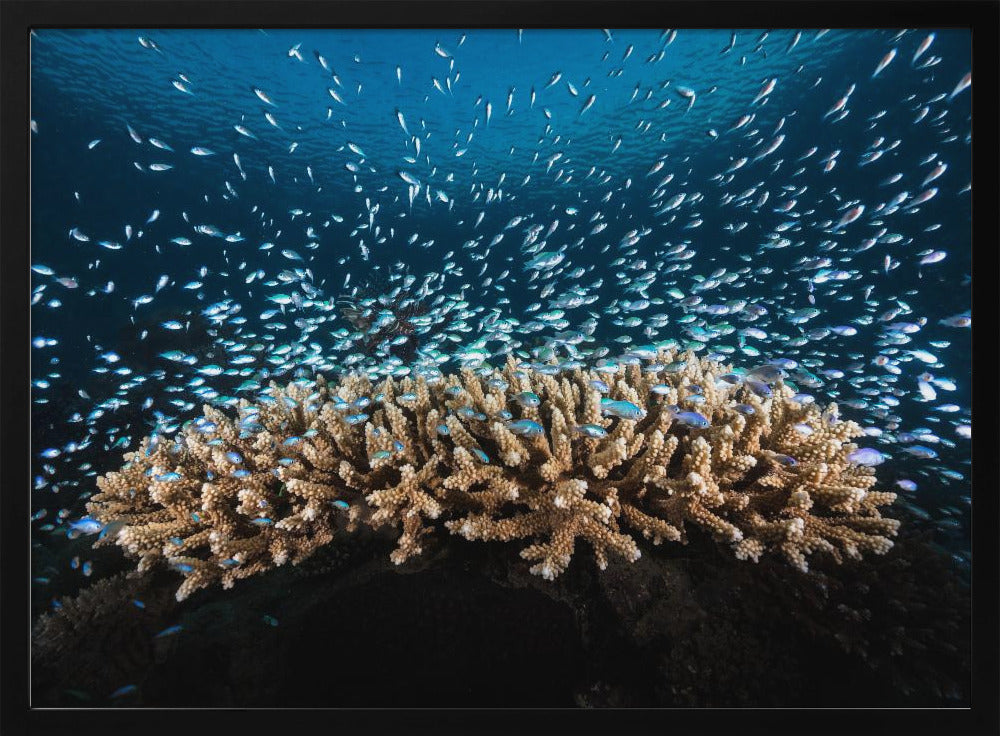 Underwater Life Poster