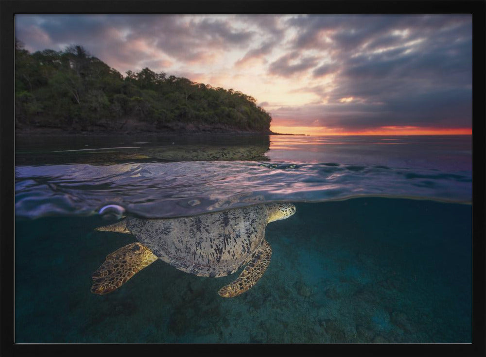 Over the surface - Sea Turtle Poster