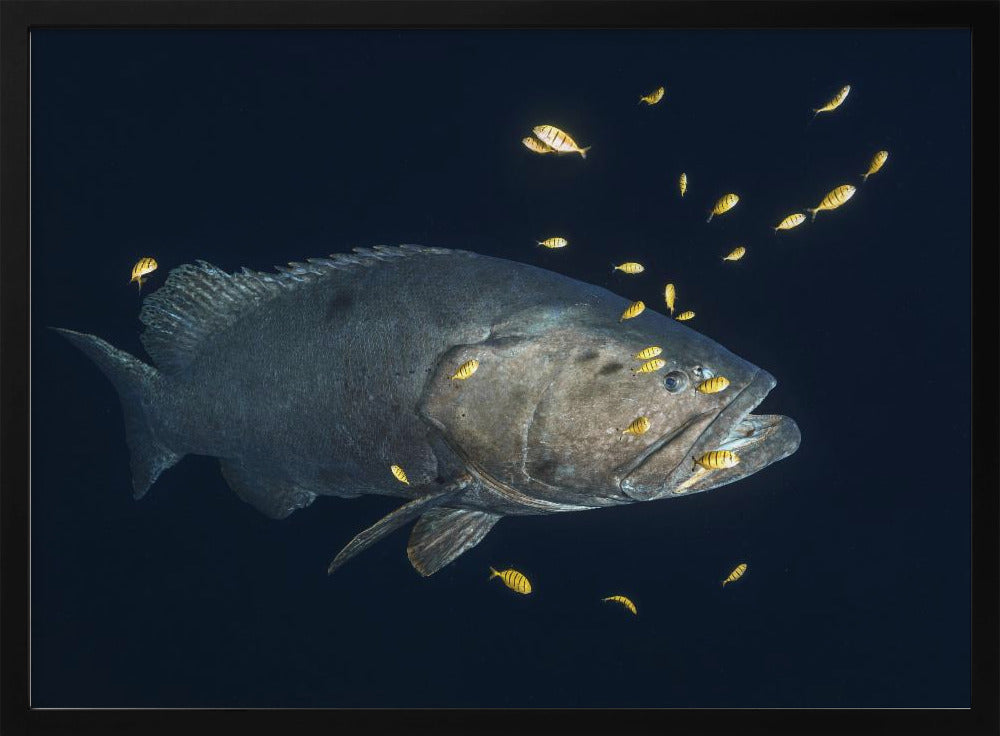 Giant grouper Poster