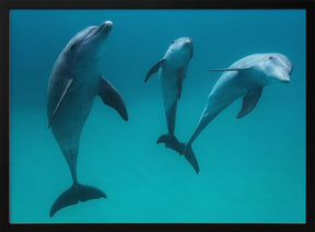 Bottlenose dolphins Poster