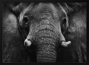 Elephant Poster