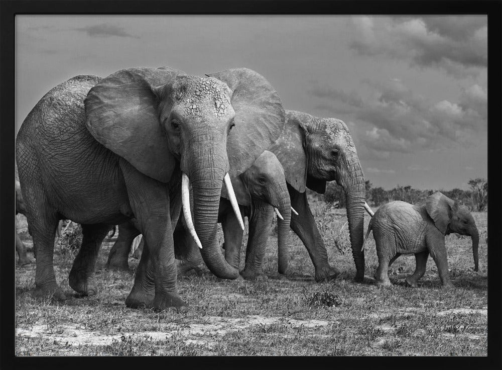 Elephants family Poster