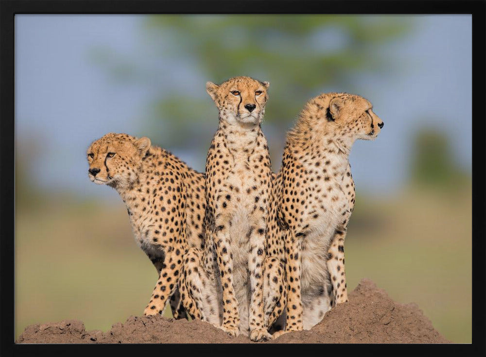 Cheetah Malaika and Her Two Boys Poster