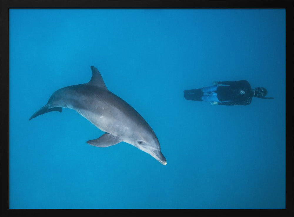 Dolphin and freediver Poster