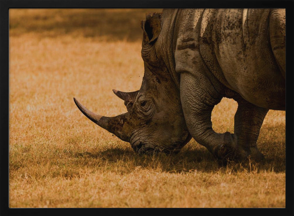 White rhino Poster