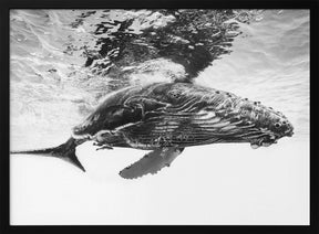 Humpback whale calf Poster