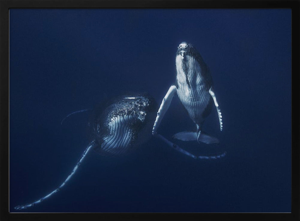 Humpback whale mother and calf Poster