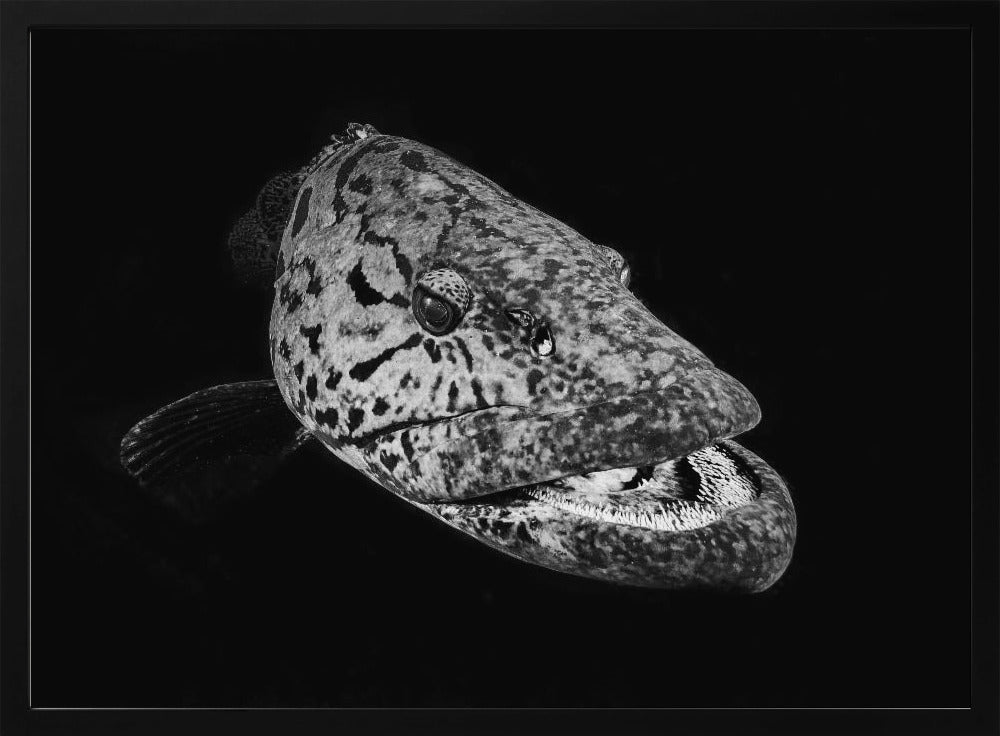 Potato grouper : Black  &amp; White Poster