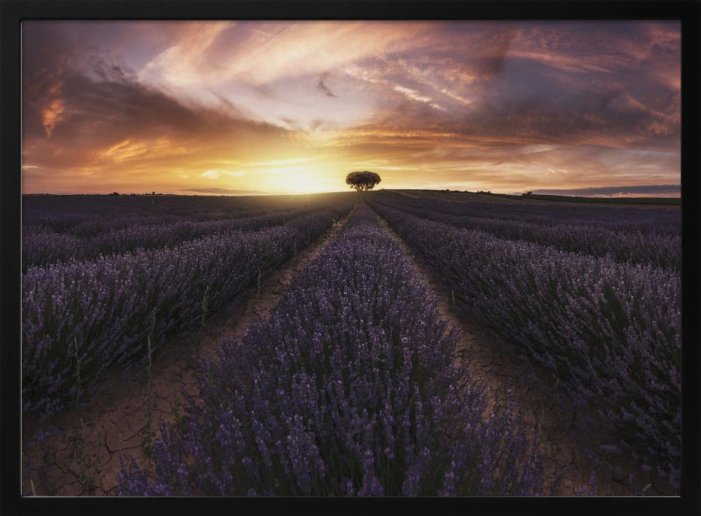 Lavender sunset Poster