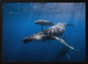 Humpback whale family Poster