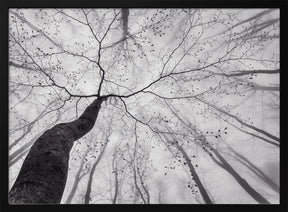 A view of the tree crown Poster