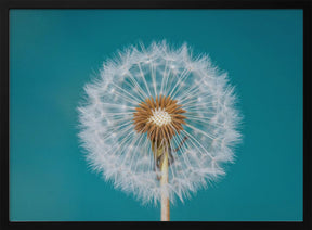 Dandelion Poster