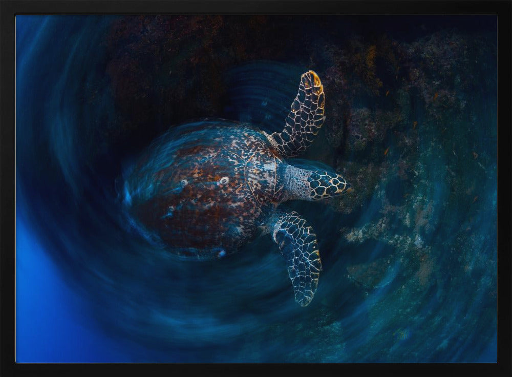 Hawksbill  sea turtle Poster