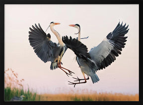 Heron Fighting Poster