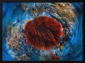 Red anemonfish Poster