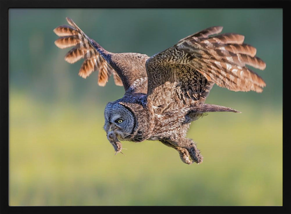 Great Grey Owl Poster