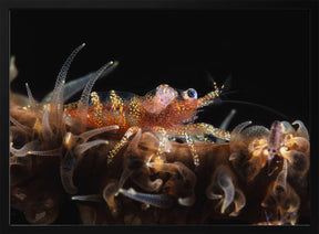 Zanzibar whip coral shrimp Poster