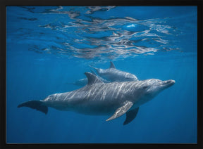 Pod of dolphin Poster