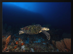 Hawksbill Turtle Poster