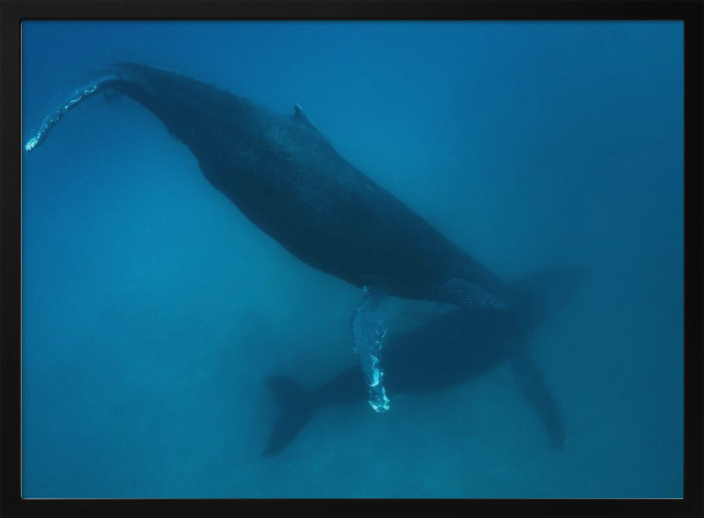 Humpback whales Poster