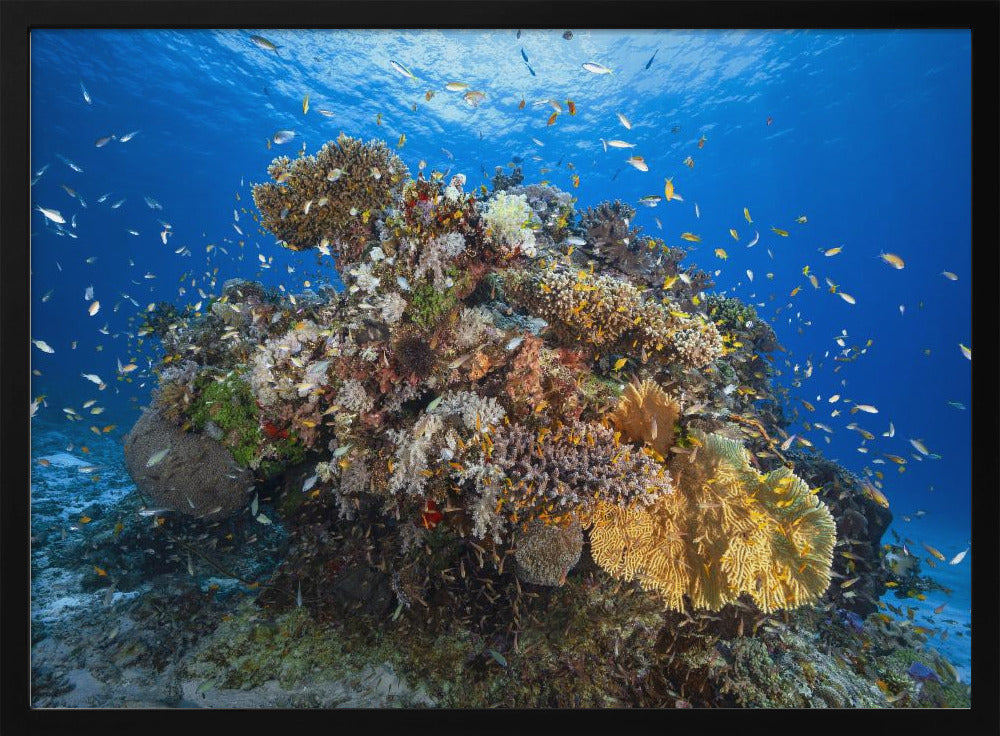 Underwater biodiversity Poster