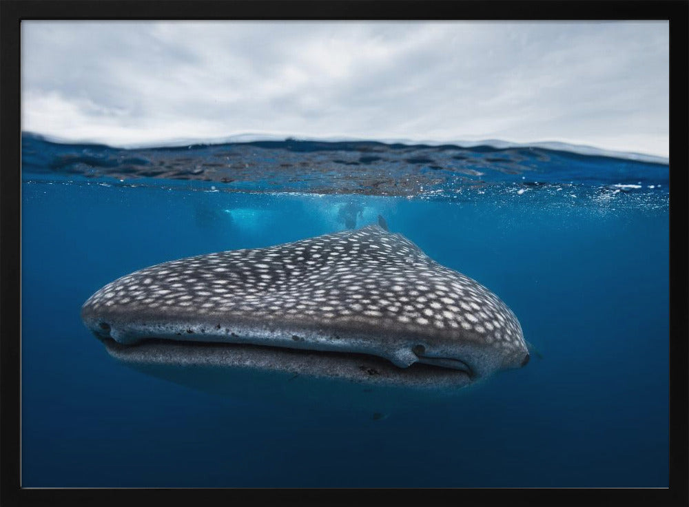 Whale Shark in split level Poster