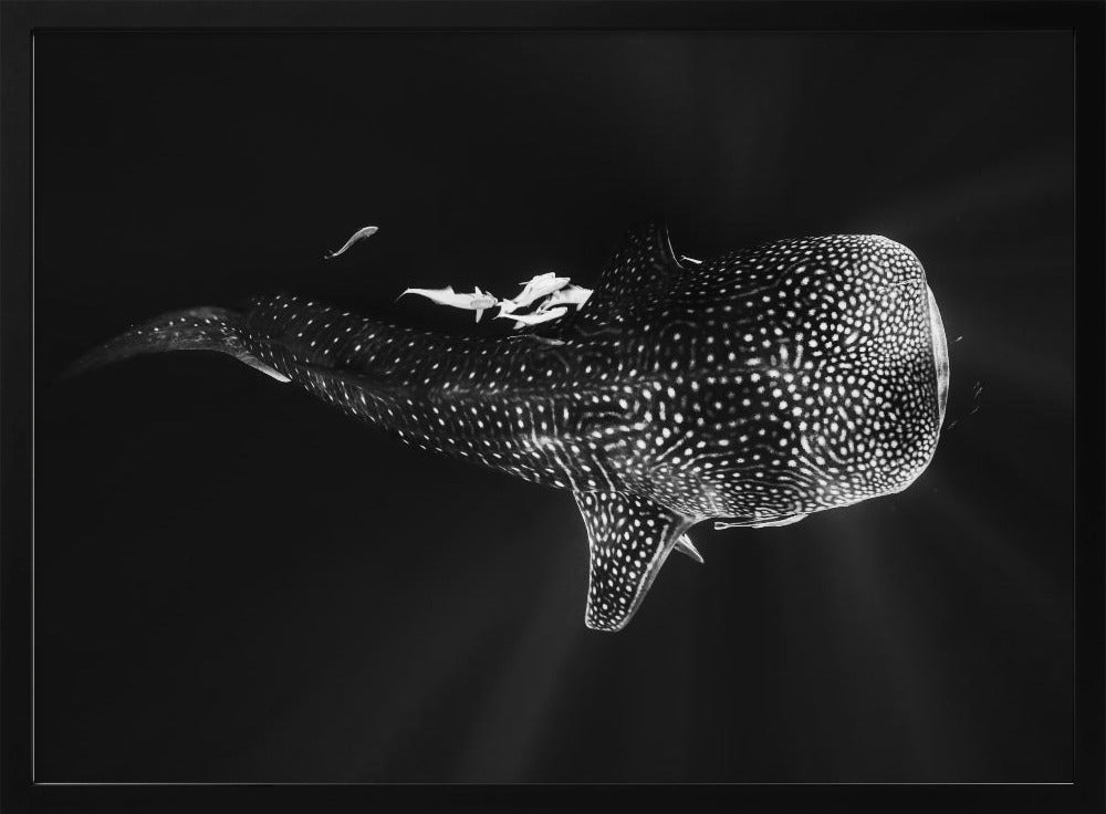 Black and Whale Shark Poster