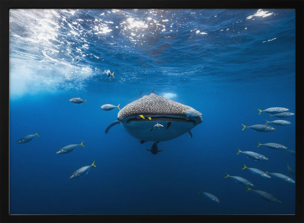 Whale shark escorted by a school of bonito Poster