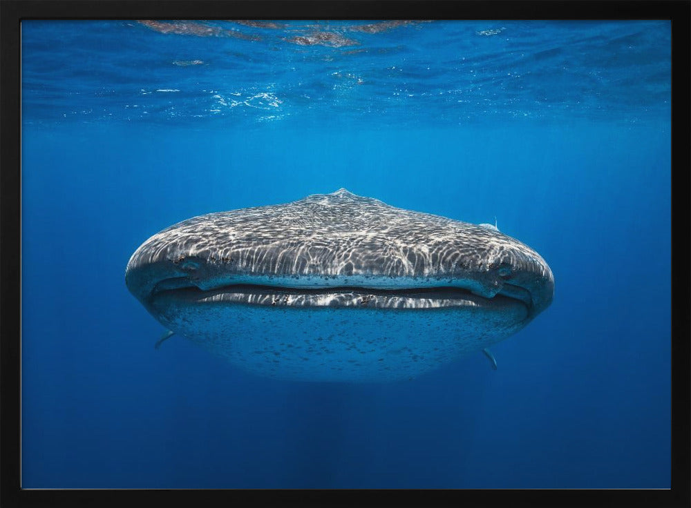 Face to Face with a whale shark Poster