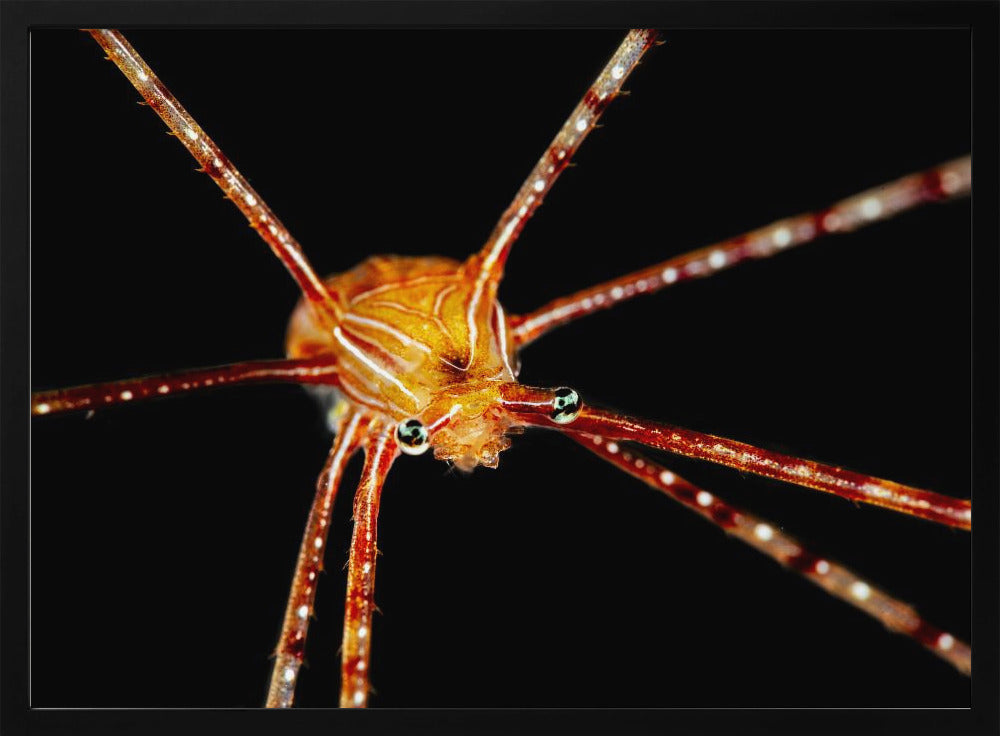 Spider squat lobster Poster