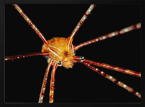 Spider squat lobster Poster